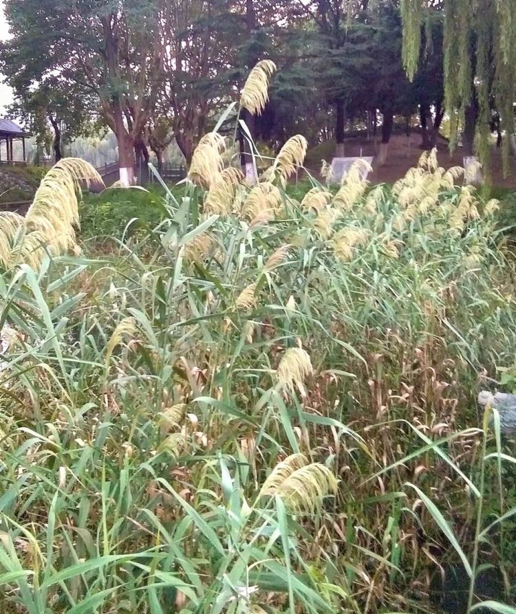 从电影《长津湖》想到的/赵顺年