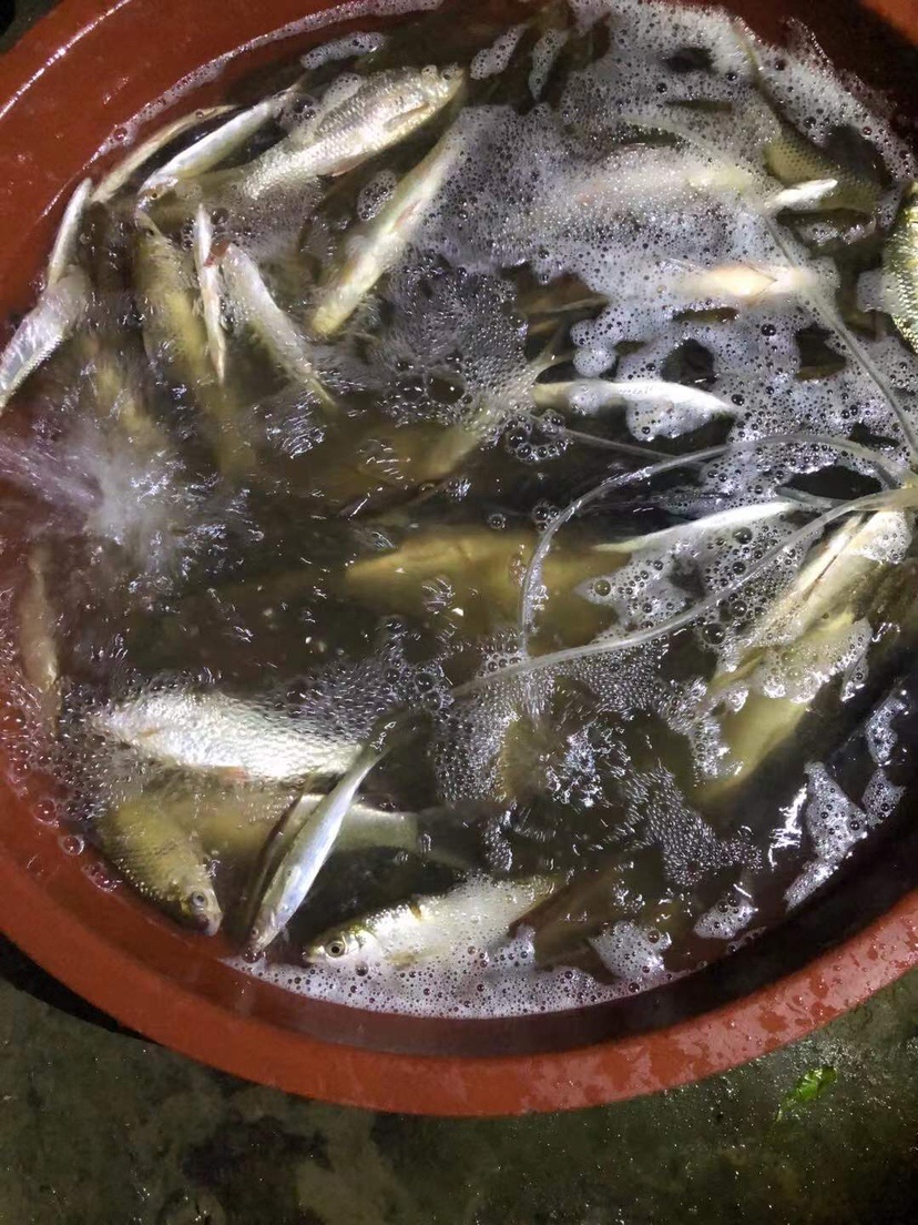 姐姐转战多个水库，鲮鱼爆护，豆豉鲮鱼不吃却拉回一麻袋有毒木薯