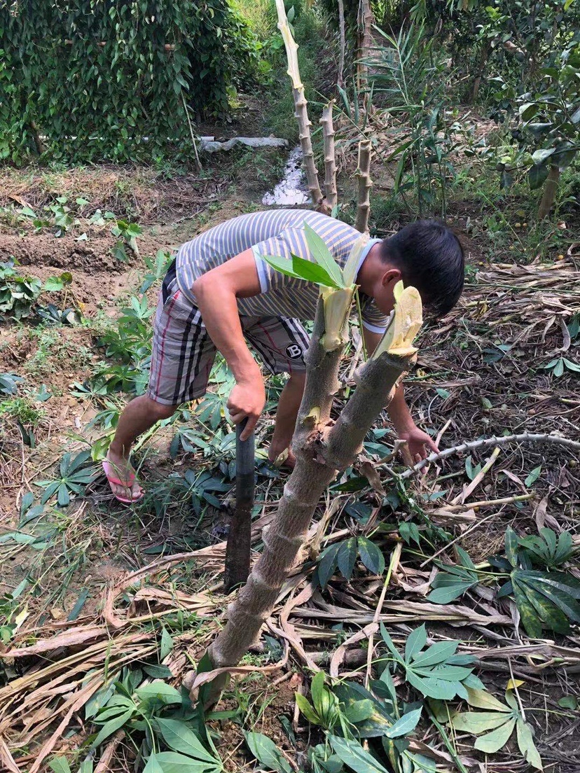 姐姐转战多个水库，鲮鱼爆护，豆豉鲮鱼不吃却拉回一麻袋有毒木薯