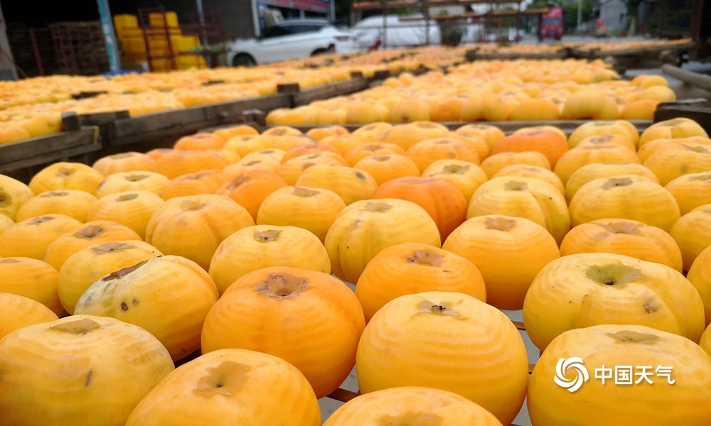 恭城柿子节天气,广西桂林恭城新鲜柿饼