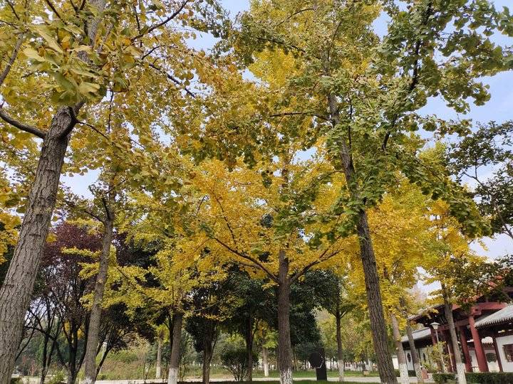 秋天的思念完整版原唱,秋天的思念送给我最牵挂的你