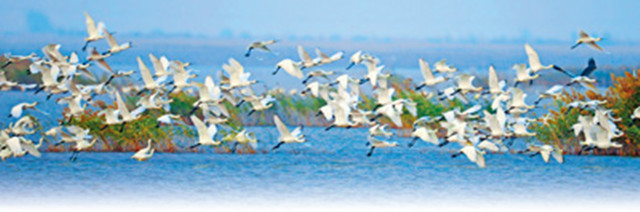 外眼看,护大河之洲引百鸟来栖