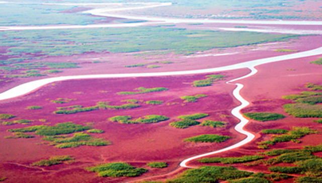 生态湿地百鸟来栖视频,护大河之洲引百鸟来栖