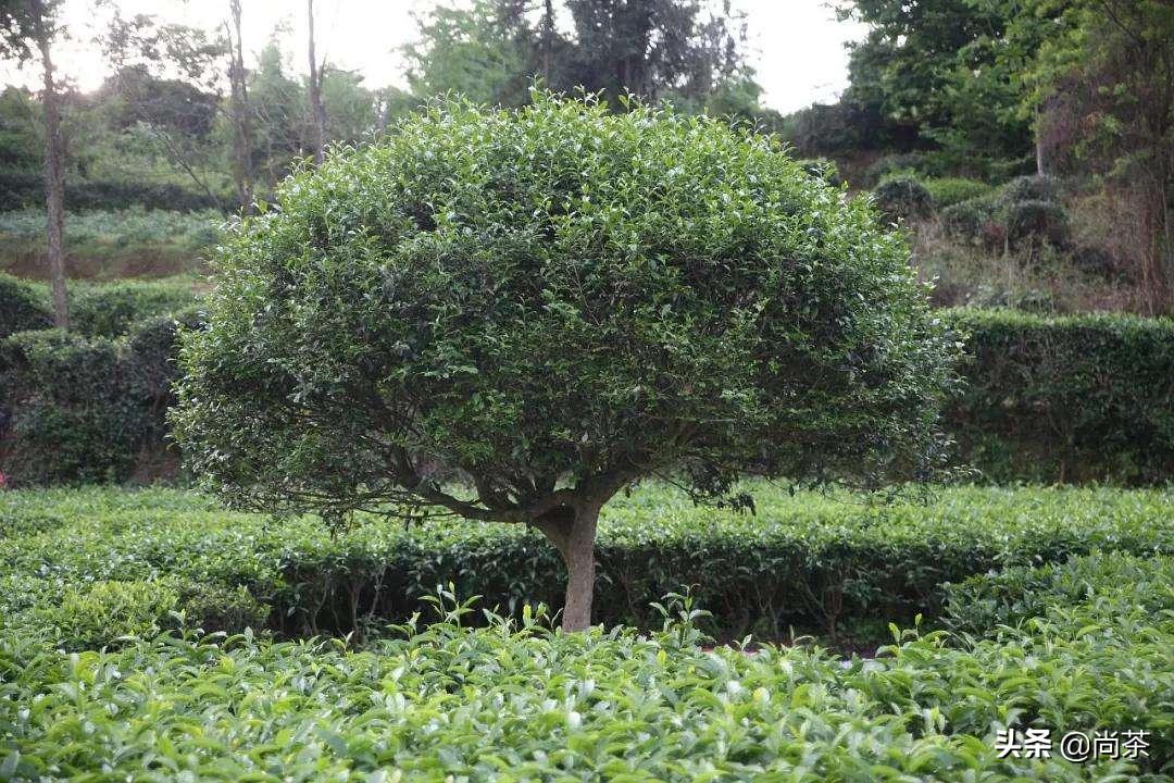 诚壹科普：山茶花树，茶叶树，茶油树傻傻分不清楚？关注我不迷路