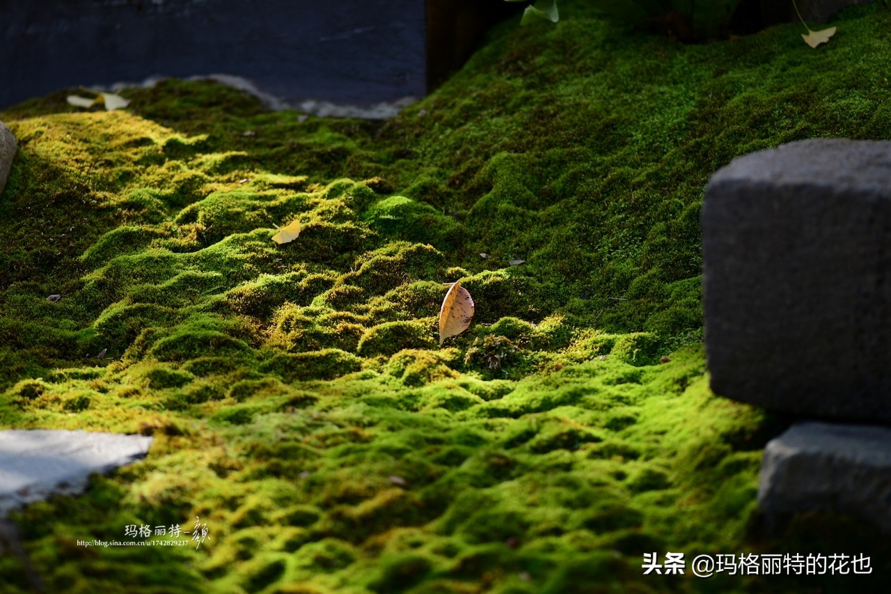 种植苔藓养护方法,苔藓怎么养护才能长得好