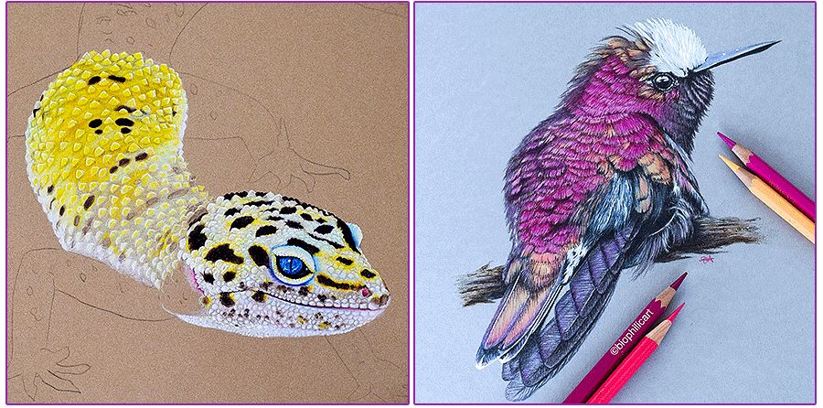 圆形牛皮纸彩铅画花鸟,彩铅画绿藤花鸟图片大全