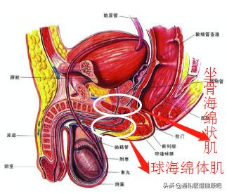 中医治疗补泻原则,治疗风水病的药