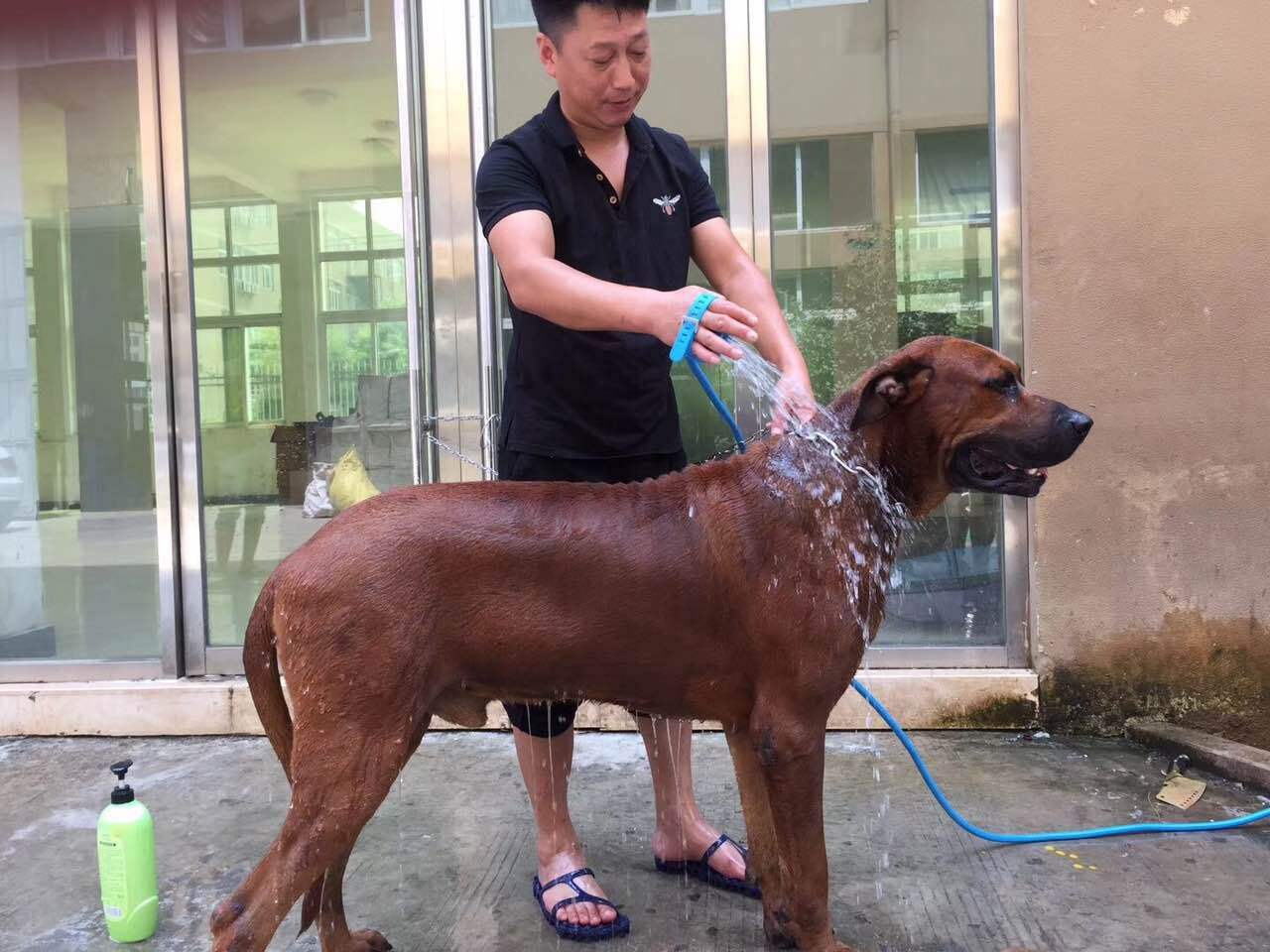 怎么在家洗狗能把狗洗干净,正确的洗狗步骤