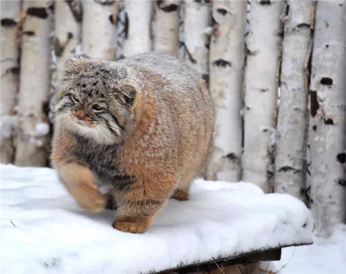 游客雪天遇见兔狲，活像一枚糖霜面包，胖乎乎坐在一旁怀疑喵生！