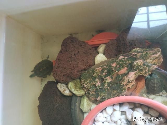 鸫龟先生新手养草龟注意什么,只有草龟能变墨龟吗