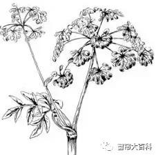 阳台窗帘加窗幔效果,千鸟格窗帘加窗幔