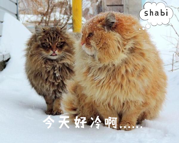 圣诞节的喵星人霸气又略萌，猫奴必看！又骗我养猫？