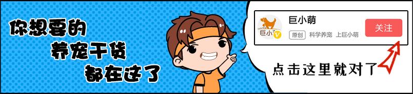 狗狗糖尿病的早期症状怎样治疗,狗狗得糖尿病的十个症状有哪些