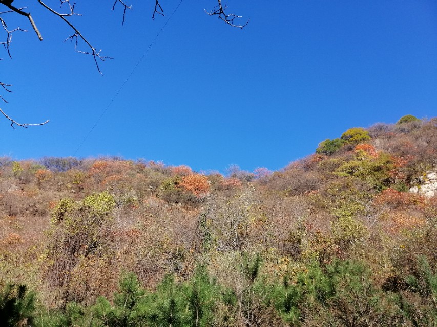 一只美丽的小蝴蝶,一只漂亮的小蝴蝶