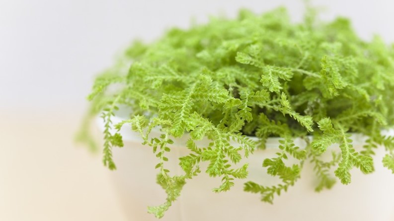 碎花风格装修,卧室布置碎花小清新