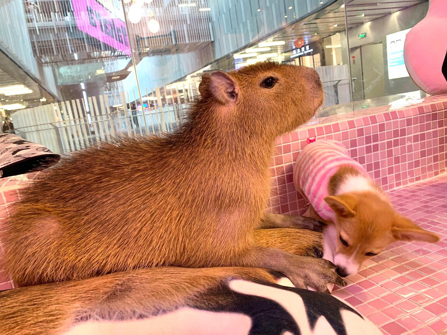 撸动物的网红店顺德,撸小动物的网红店北京世纪金源