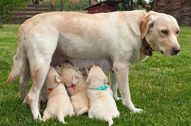拉布拉多产后怎么护理拉布拉多产后易患的疾病有这些
