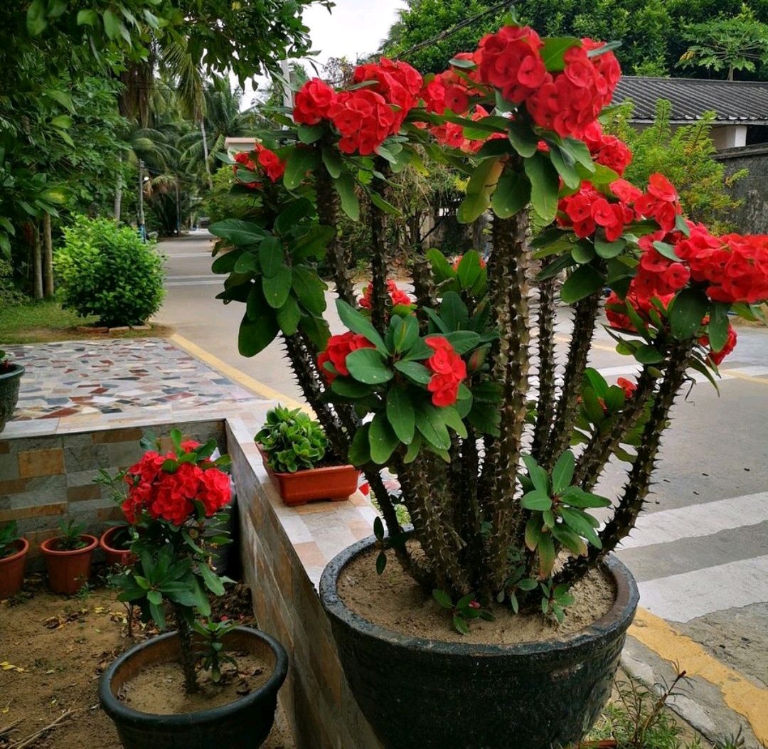 好看又好养的盆花,人养花也养人