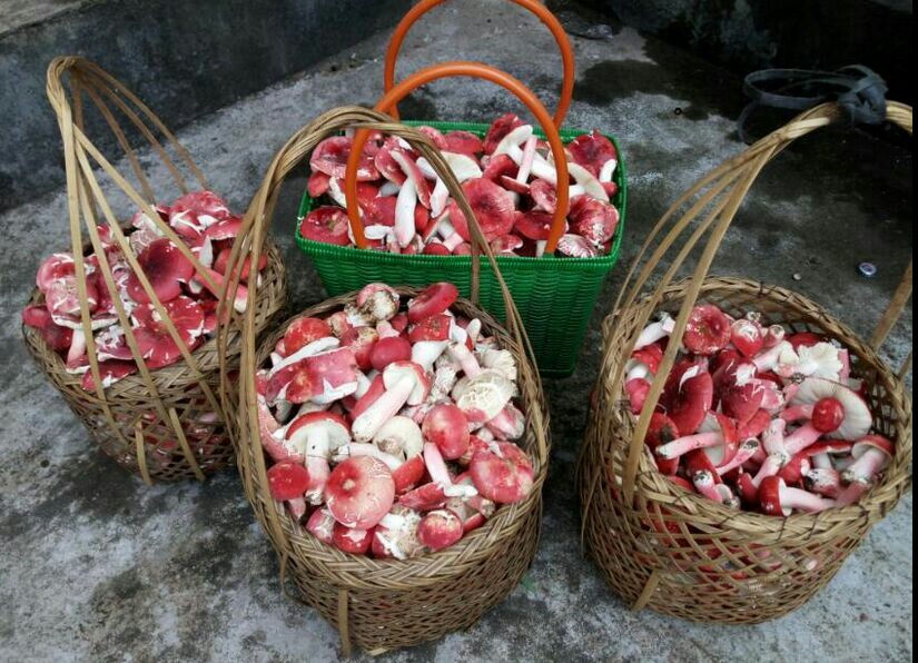 野生红菇种植,野生红菇哪里产的多