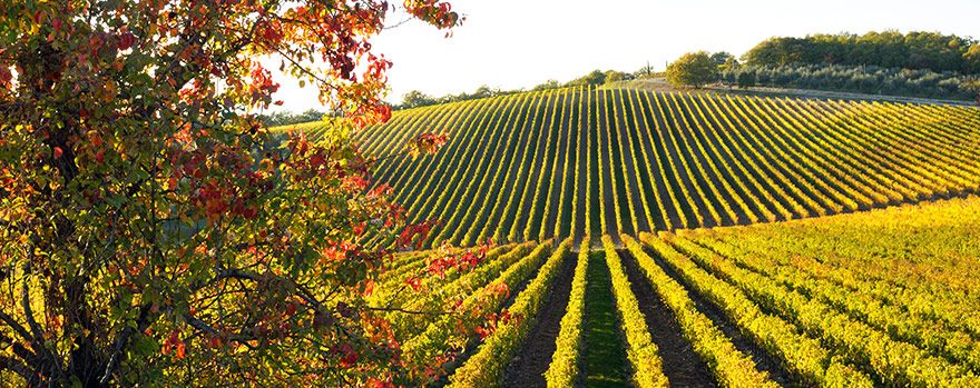 帕史维与拉顿布里产区：不容忽视的高性价比葡萄园投资潜力股