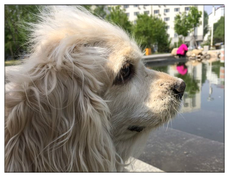 残疾狗狗多次被遗弃迎来10年大运,狗狗生病被遗弃却一步未离开