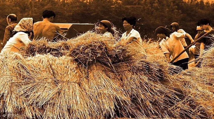 乡村创业追梦之路,风雨兼程阔步前行的发展历程