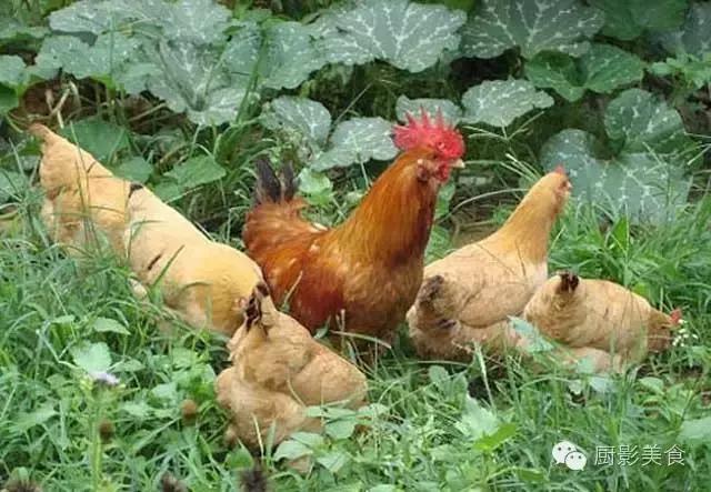 全世界的鸡都在这了，有你认识的吗？