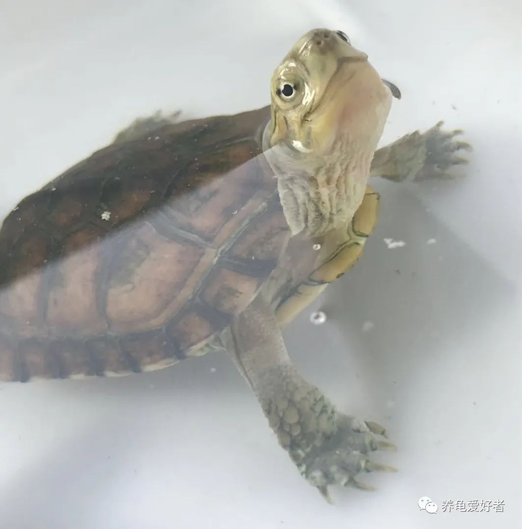 龟粮选择,剃刀龟龟粮选择