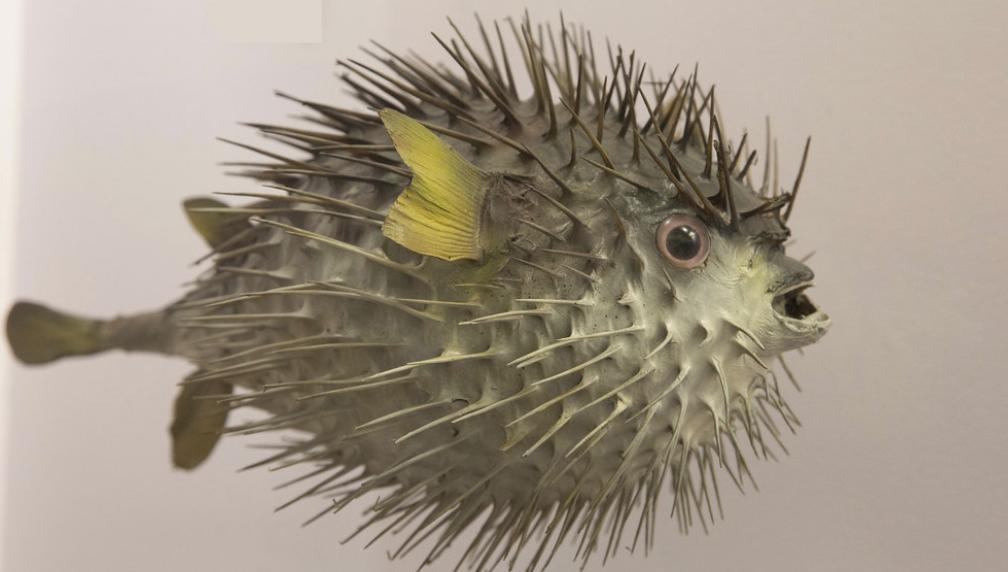 神经毒素到底有多可怕,vx2神经毒素的杀伤力