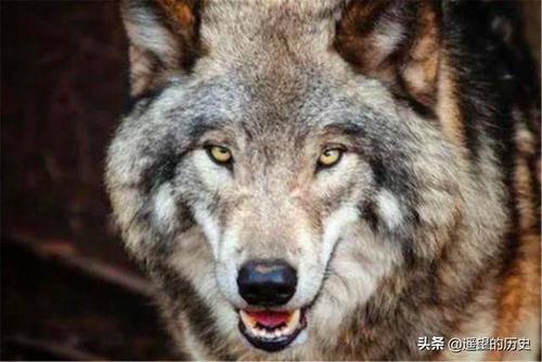 人到四十五出山虎有什么说法,人到四十五正是出山虎的年龄