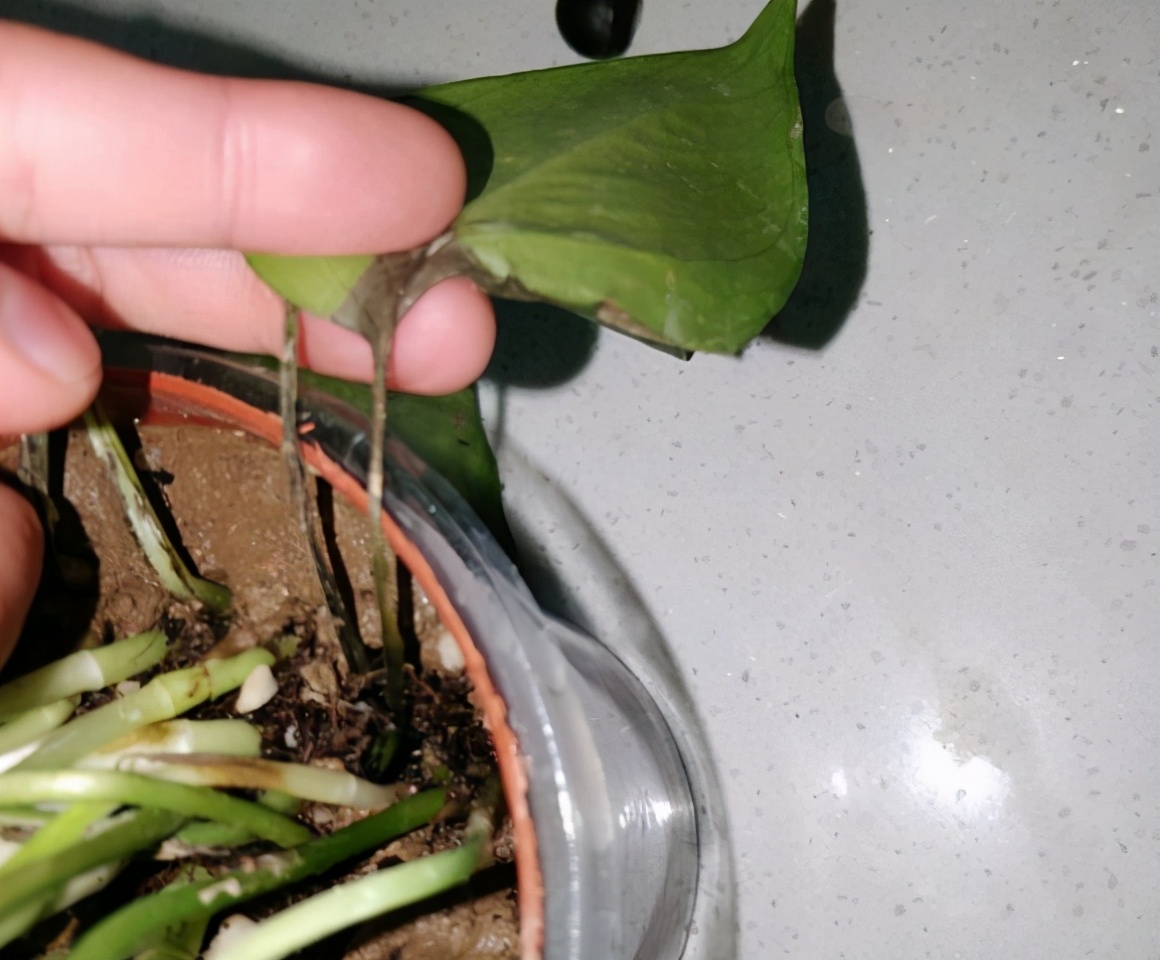 绿萝养得太旺盛了怎么办,绿萝养了一年不长怎么办