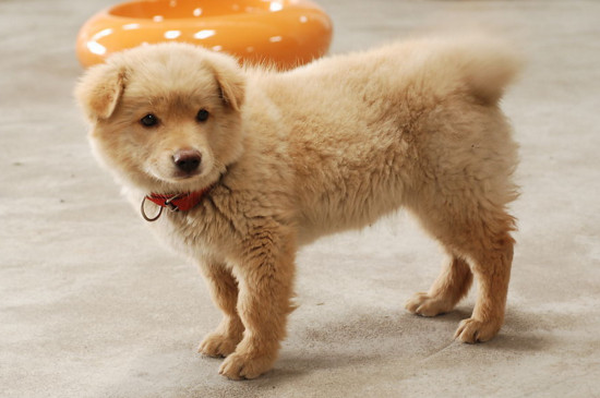 狗狗怎么托运最便宜,狗狗如何托运避免死亡