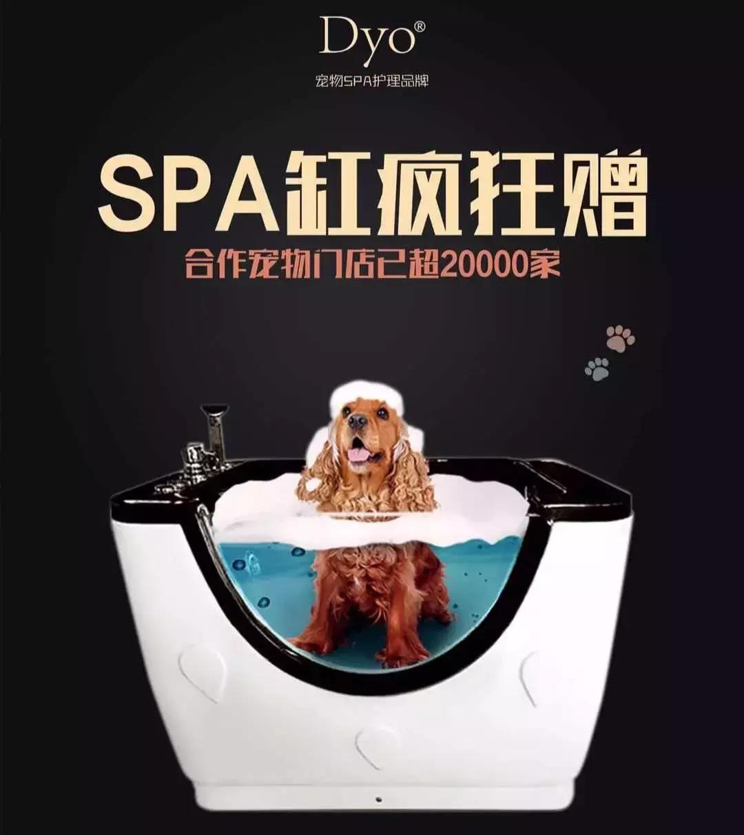 如何运营一家高端宠物店,宠物店萌系造型