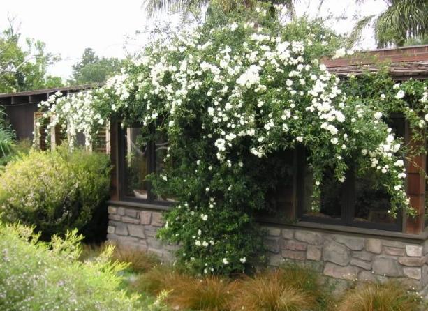 阳台窗台盆栽,阳台矮窗台处理最佳方法