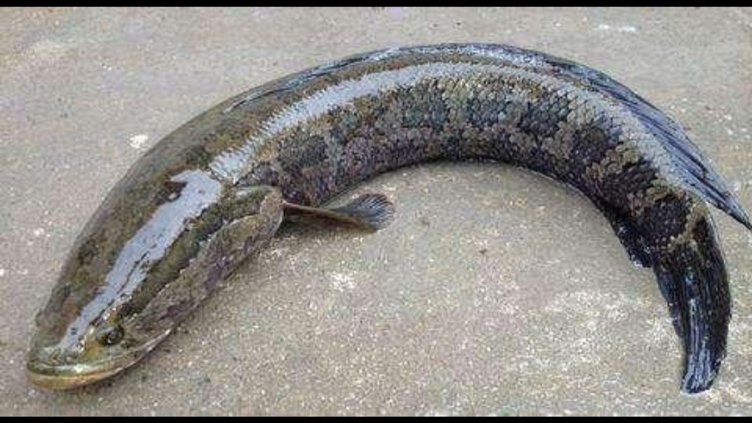 神仙难钓午时鱼下句是什么,神仙难钓午时鱼