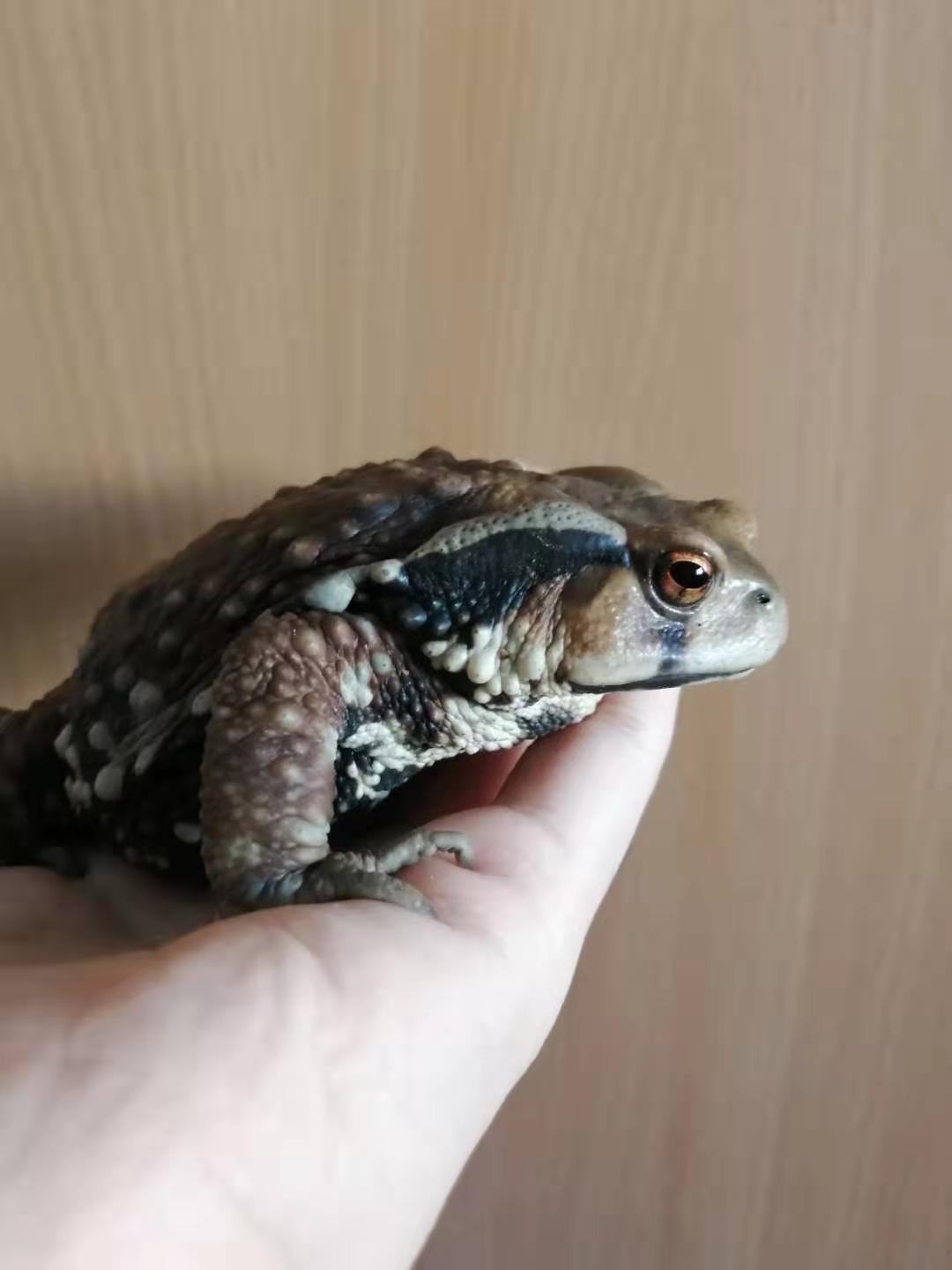 中华蟾蜍的快乐饲养法——养蛤心得分享|肆养来稿