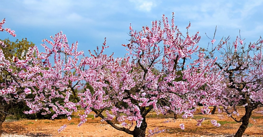 描写杏花的小学生作文,杏花作文400字三年级下册优秀