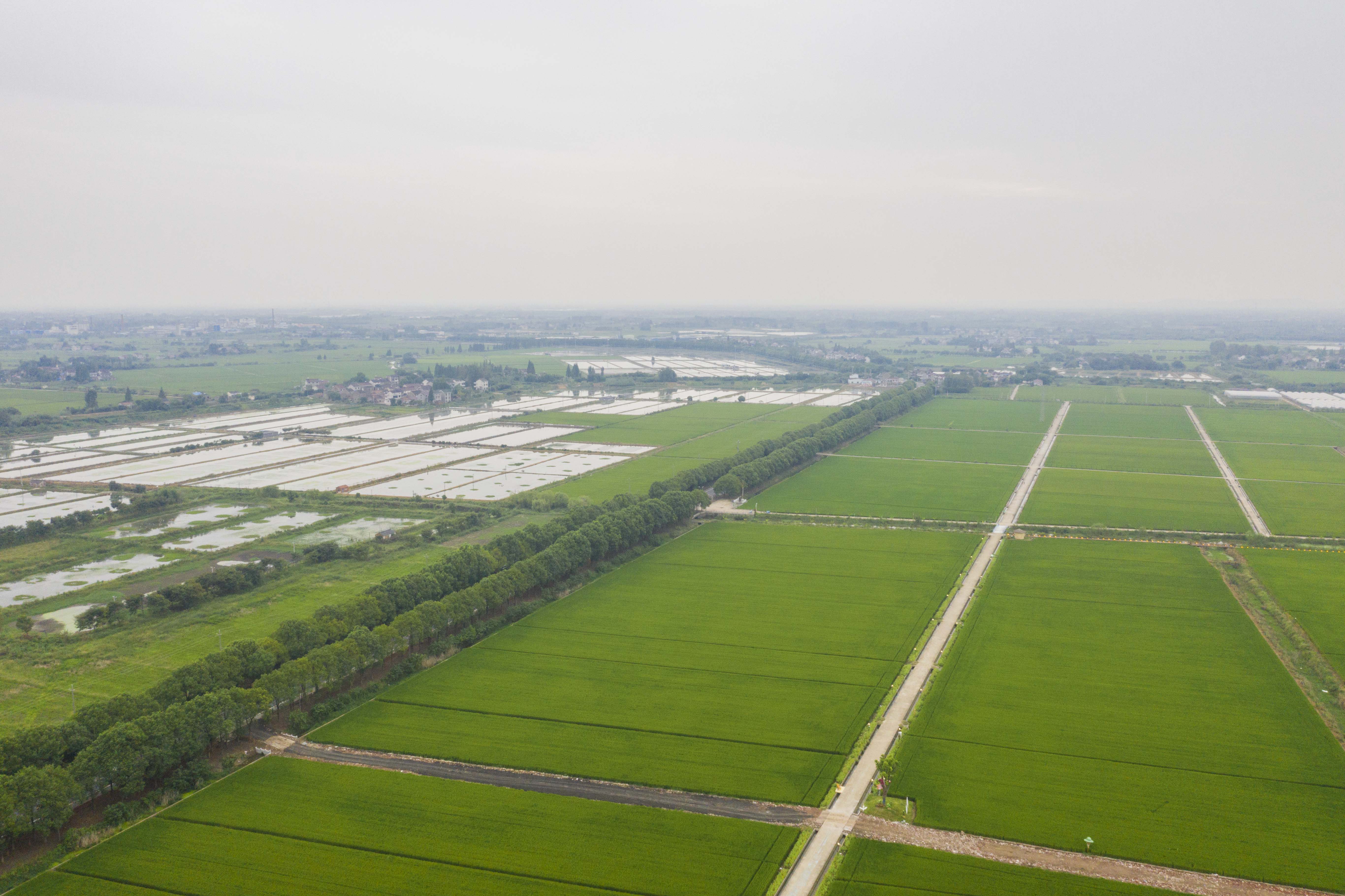 良田沃野蝶飞蜂拥，溧阳网红庆丰村的C位出道之路，果然迷人诱人