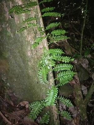 石黄皮肾蕨,野草肾蕨