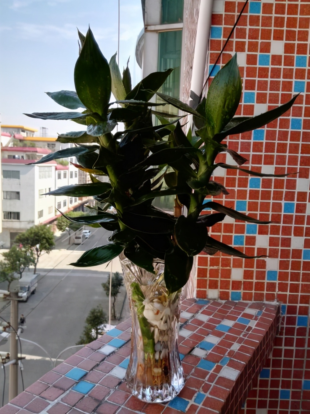 家里养几支富贵竹最合适,过年富贵竹和花怎么插好看