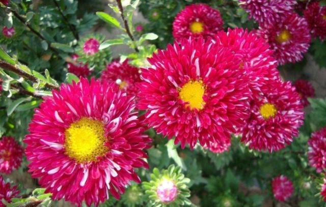 盆栽翠菊花的养殖方法,花卉翠兰盆栽怎么养护