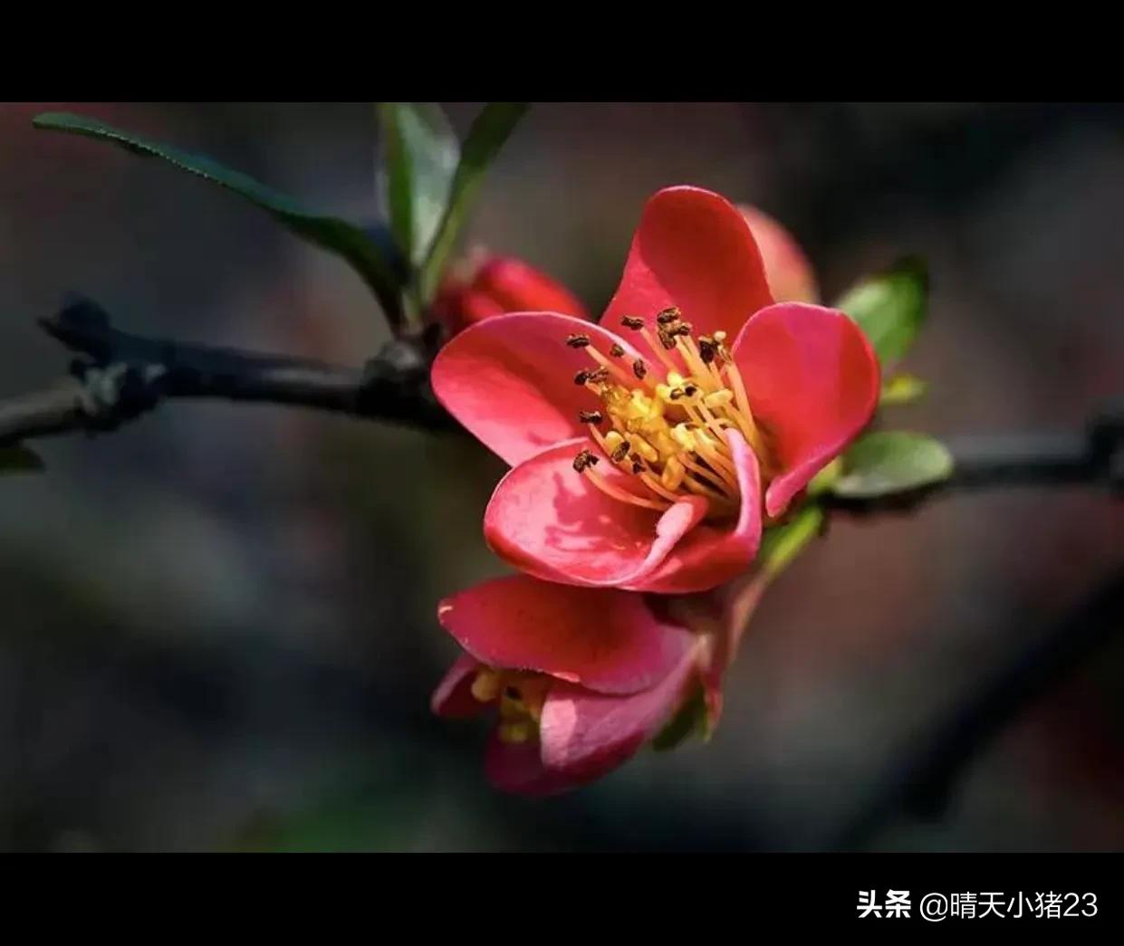 海棠香国乐山宣传视频,海棠香国乐山在哪里