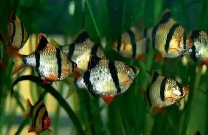 选观赏鱼技巧,选观赏鱼怎么避坑