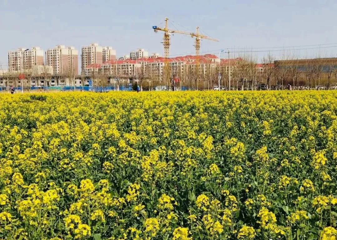 一个不出郑州的踏青好去处,天津春游公园推荐