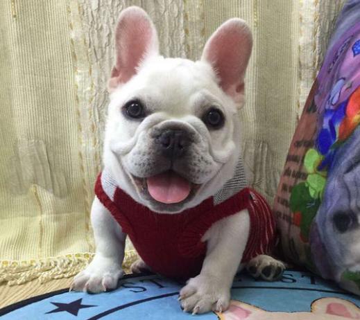 斗牛犬的体臭怎么去掉,法国斗牛犬有体臭掉毛吗