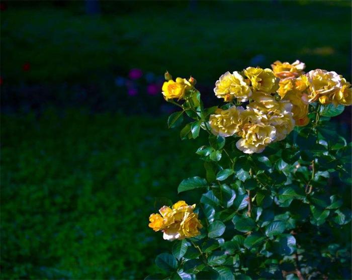 月季枯枝病怎么治疗最好,月季白粉病剪掉病枝