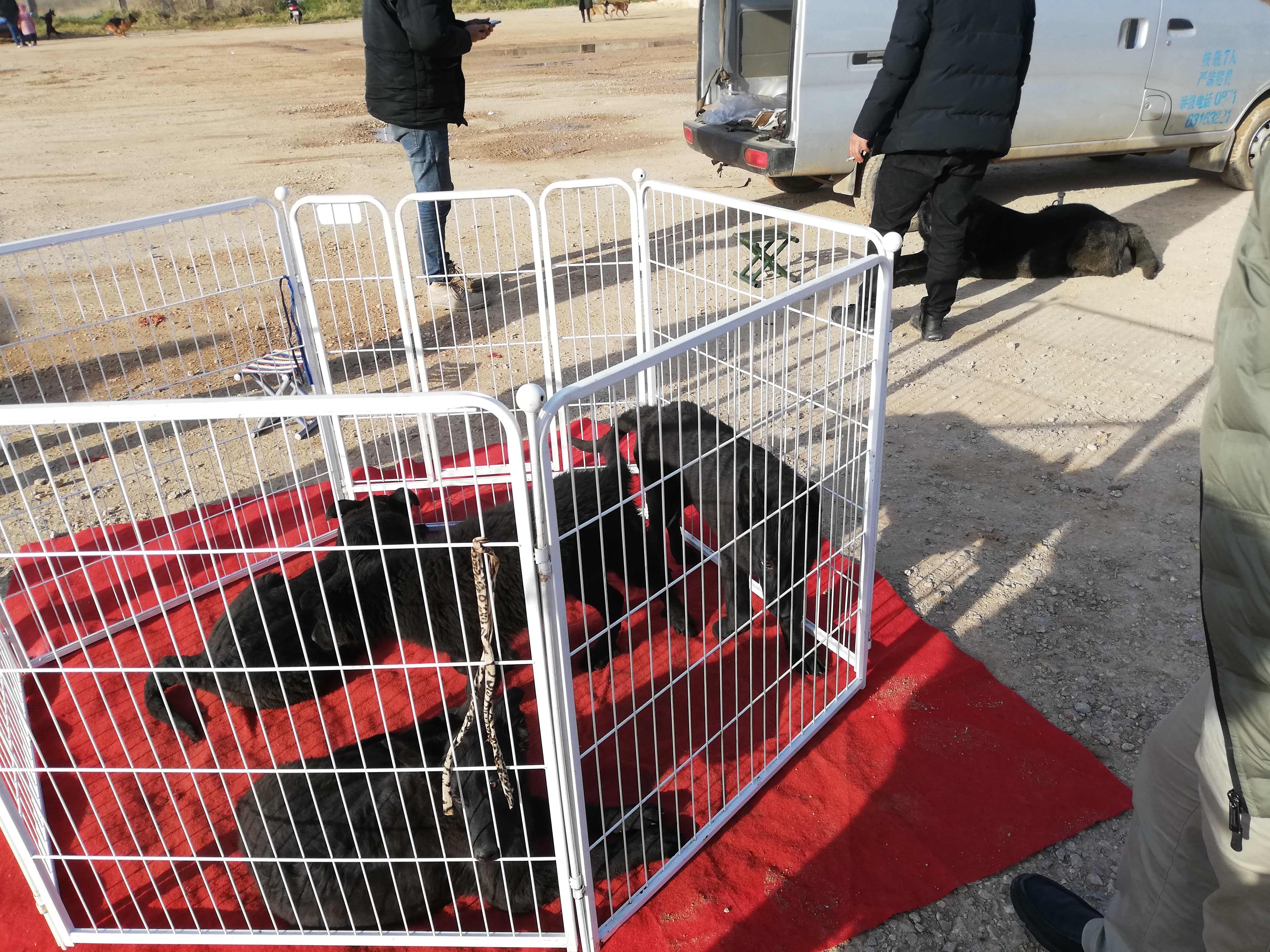 养殖场的狗卖到哪里去,黑狼犬幼犬出售最新养殖基地