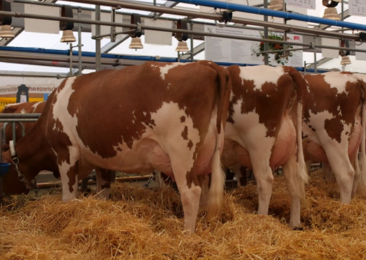 母牛乳房炎用什么药效果最好?母牛乳房炎怎么治好得快?本文详解