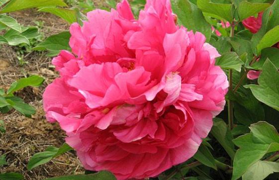 好养易活的红花花卉,红花怎么栽培盆栽