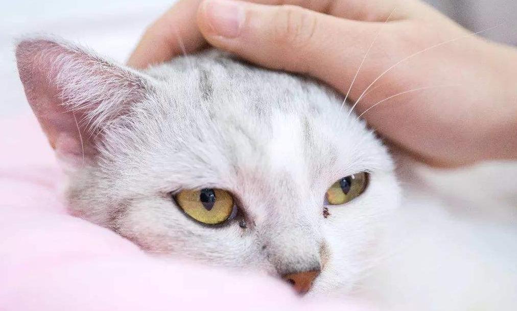 教男生追女生的正确方法,男生必看追女生的一招必杀技